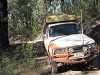 Wombat makes light of the Culoul Fire Trail, Wollemi